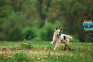 Chien en séance d'Obéjump chez Anima'Pattes