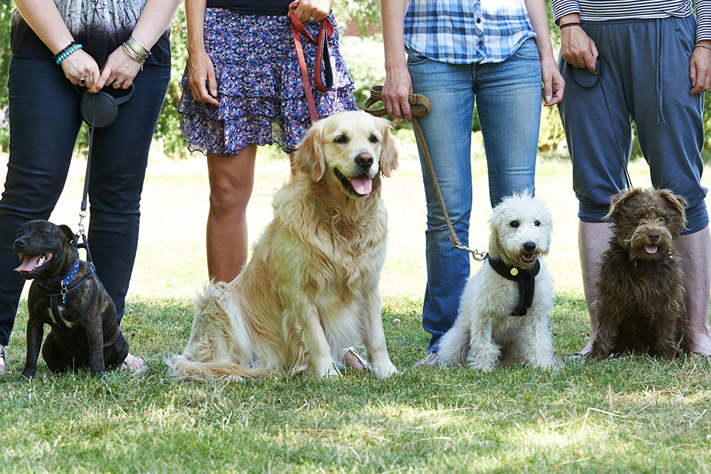 Cours d'éducation canine par Anima'Pattes dans le Tarn