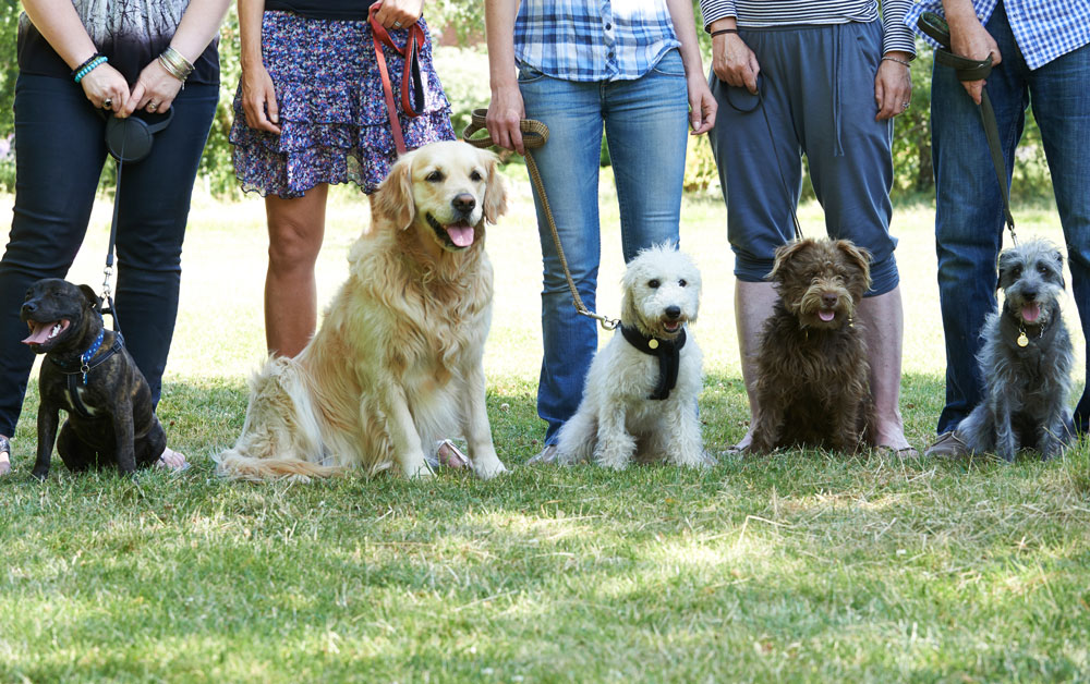 Éducation canine par Anima'Pattes