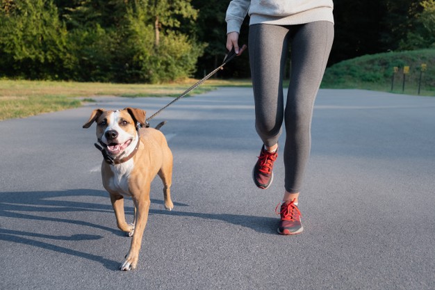 Canifit, un sport canin pour maître et chien