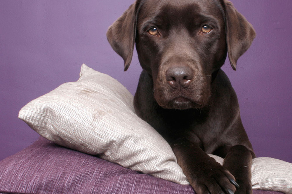 halte-garderie-anima_pattes-01 Halte garderie de vacances pour chien