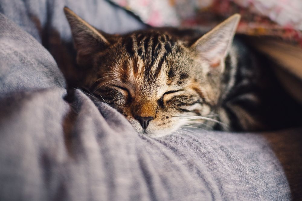 Pension pour chats à Albi, Tarn, Anima Pattes