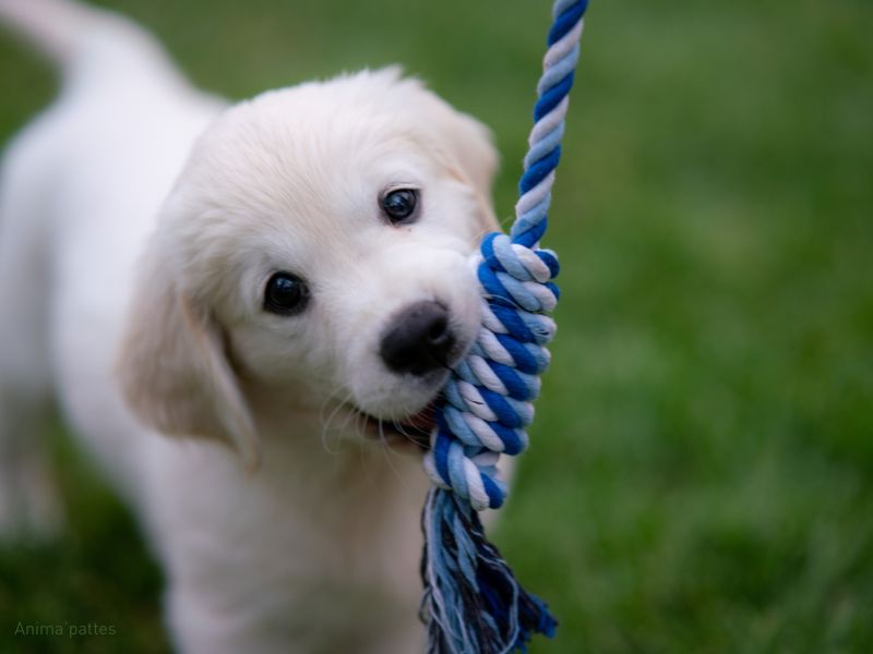 Anima Pattes - special chiot
