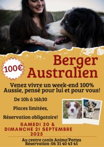 Formation chien berger australien chez animapattes, Tarn