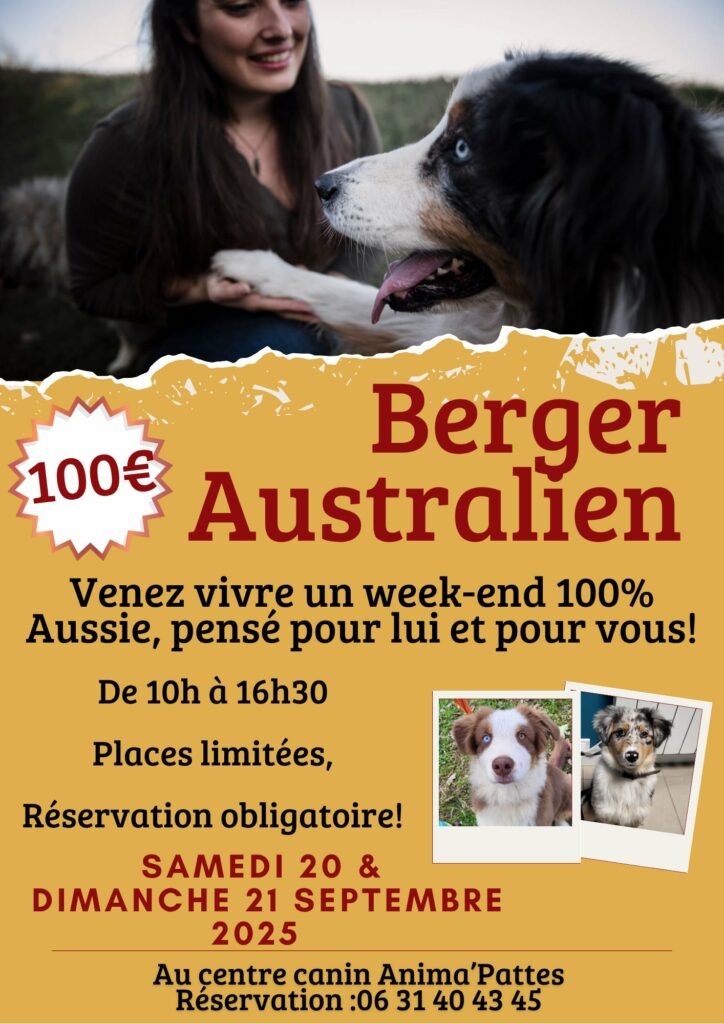 Formation chien berger australien chez animapattes, Tarn