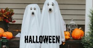 Soirée Halloween canines chez Animapattes