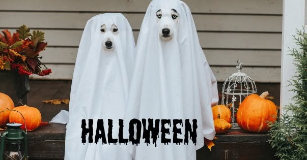 Soirée Halloween canines chez Animapattes