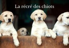 Animapattes - Rassemblement-3