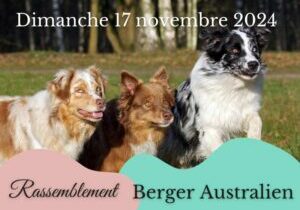 Rassemblement Berger Australien chez Anima Pattes