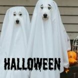 Soirée Halloween canines chez Animapattes